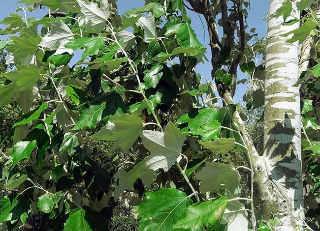 La pell dels arbres, ruta familiar per l'Espai Natural