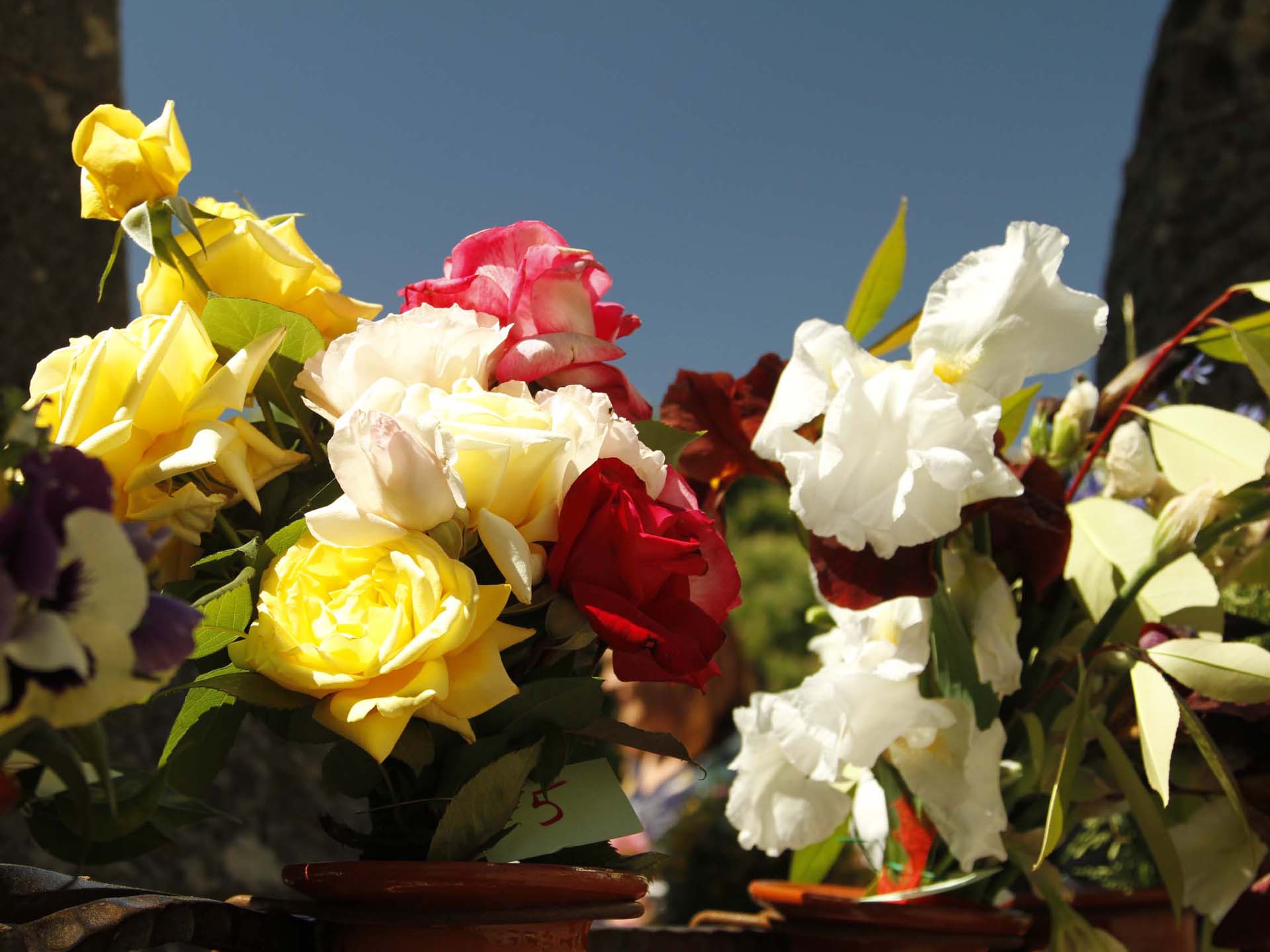 Poemes apresos de cor per al nostre poeta