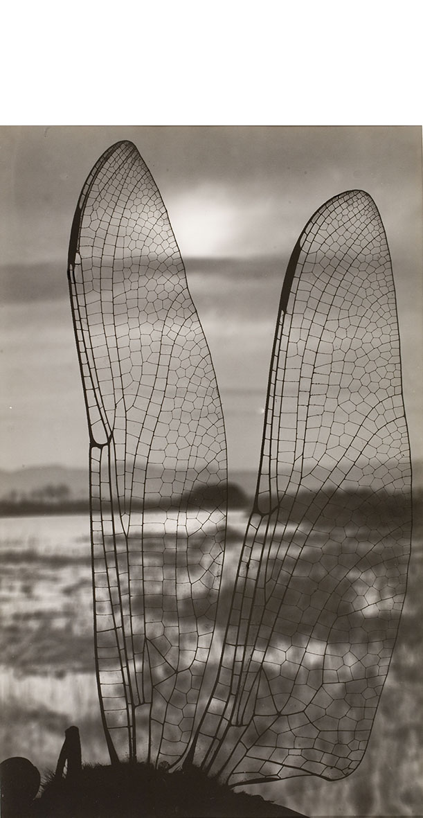 Paisatge a través d'ales de libèl·lula. Emili Godes, 1930